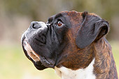 DOG 01 NR0018 01
Boxer