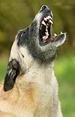 DOG 01 NR0020 01
Belgian Malinois