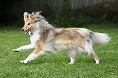 DOG 01 NR0022 01
Shetland Sheepdog
