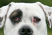 DOG 01 NR0023 01
American Bulldog