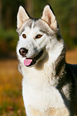DOG 01 NR0024 01
Siberian Husky