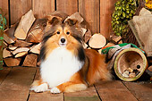 DOG 01 NR0025 01
Shetland Sheepdog