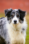 DOG 01 NR0026 01
Border Collie