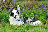 DOG 01 NR0027 01
Border Collie