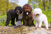 DOG 01 NR0035 01
Spanish Water Dogs