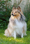 DOG 01 NR0036 01
Shetland Sheepdog Sitting In Grass By Brush