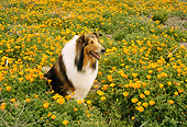 DOG 01 RC0001 01
Collie Sitting In Field Of Yellow Flowers