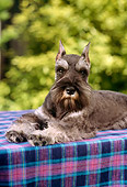 DOG 01 RC0002 01
Portrait Of Salt-And-Pepper Schnauzer Laying On Blue And Pink Plaid Blanket Foliage Background