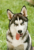 DOG 01 RC0003 01
Portrait Head Shot Of Siberian Husky Sitting On Grass