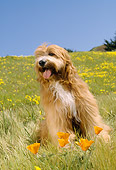 DOG 01 RC0005 01
Portrait Of Bearded Collie Sitting In Flower Field Blue Sky