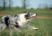DOG 01 RD0029 01
Australian Shepherd Running On Grass To Catch Frisbee