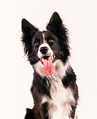 DOG 01 RK0007 10
Head Shot Of Border Collie  Seamless Studio