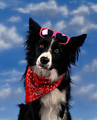 DOG 01 RK0009 01
Humorous Shot Border Collie Pink Glasses On Top Of Head Red Scarf Around Neck Clouds