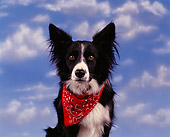 DOG 01 RK0010 08
Black And White Border Collie Facing Camera Wearing Red Scarf Around Neck Clouds