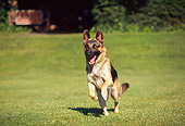 DOG 01 RK0020 06
German Shepherd Running On Grass