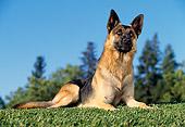 DOG 01 RK0021 06
German Shepherd Laying On Grass Facing Camera Blue Sky And Trees