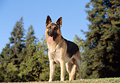 DOG 01 RK0023 01
German Shepherd Standing On Grass Blue Sky And Trees
