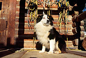 DOG 01 RK0042 07
Australian Shepherd Sitting By Log Cabin