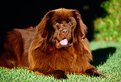DOG 01 RK0044 03
Newfoundland Dog Laying On Grass