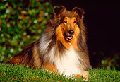 DOG 01 RK0057 06
Collie Laying On Grass