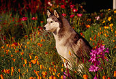 DOG 01 RK0067 15
Siberian Husky Sitting In Flower Field