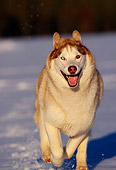 DOG 01 RK0068 04
Siberian Husky Running On Snow Towards Camera