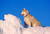DOG 01 RK0071 03
Profile Shot Of Siberian Husky Sitting On Snow