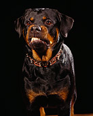 DOG 01 RK0074 01
Rottweiler With Collar Head Shot Facing Camera Studio Background