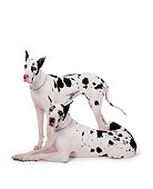 DOG 01 RK0080 04
Harlequin Great Danes On White Seamless Studio