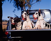 DOG 01 RK0083 02
Harlequin Great Danes Laying Together In Back Of Truck