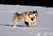 DOG 01 RK0092 06
Alaskan Husky And Malamute Running And Playing On Snow