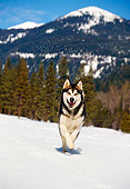 DOG 01 RK0094 07
Alaskan Malamute Dog Running On Snow
