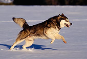 DOG 01 RK0101 11
Alaskan Malamute Profile Shot Running On Snow