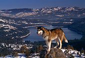 DOG 01 RK0105 05
Alaskan Malamute On Top Of Rock Mountain