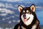 DOG 01 RK0114 06
Head Shot Of Alaskan Malamute