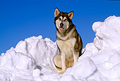 DOG 01 RK0118 59
Alaskan Malamute On Snow