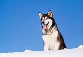 DOG 01 RK0119 03
Alaskan Malamute On Snow Blue Sky