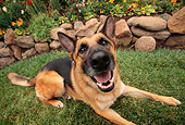 DOG 01 RK0124 04
Wide Angle Of German Shepherd Laying On Grass