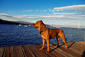 DOG 01 RK0139 05
American Pit Bull Terrier Standing On Dock By Water