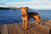 DOG 01 RK0139 15
American Pit Bull Terrier Standing On Dock By Water