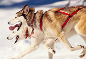 DOG 01 RK0145 12
Profile Of Siberian Huskies Pulling Sled On Snow