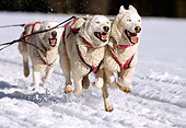 DOG 01 RK0147 02
Close Up Of Siberian Huskies Running On Snow Pulling Sled