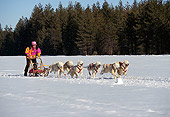 DOG 01 RK0148 09
Siberian Huskies Running On Snow Pulling Sled