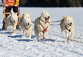 DOG 01 RK0148 54
Siberian Huskies Running On Snow Pulling Sled