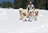 DOG 01 RK0150 02
Siberian Huskies Running On Snow Pulling Sled