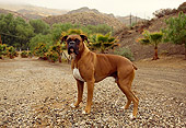 DOG 01 RK0161 04
Boxer Standing On Gravel Facing Camera Trees In Background