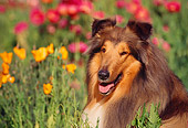 DOG 01 RK0166 05
Head Shot Of Collie Laying In Flower Garden