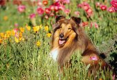 DOG 01 RK0169 03
Collie Laying In Flower Garden