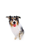 DOG 01 RK0177 02
Wide Angle Of Australian Shepherd On White Seamless