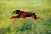 DOG 01 RK0195 02
Profile Of Doberman Pinscher Running In Field